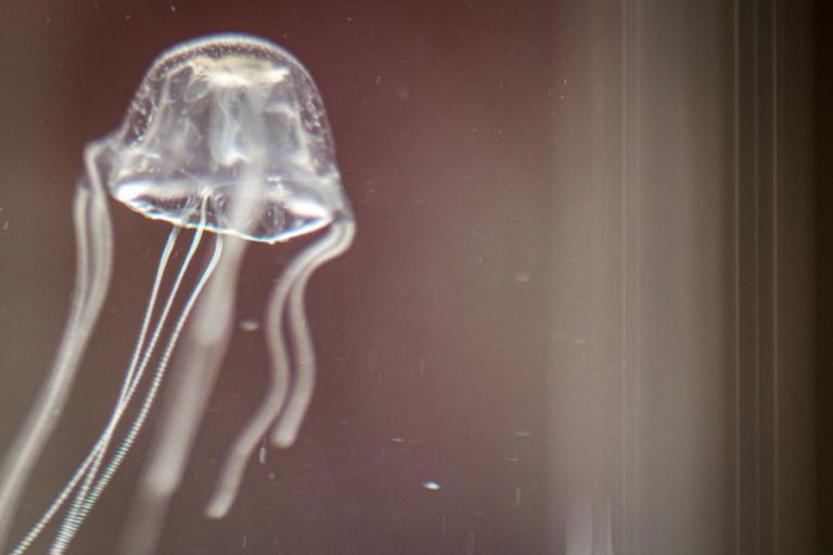 Hong Kong Team Discovers New Species Of Box Jellyfish Asia News