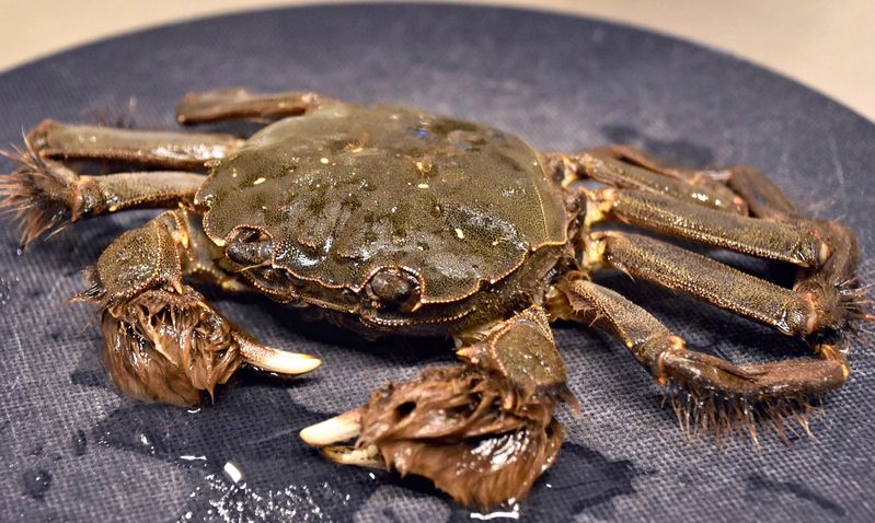 Sup kepiting rasanya enak di Nichinan