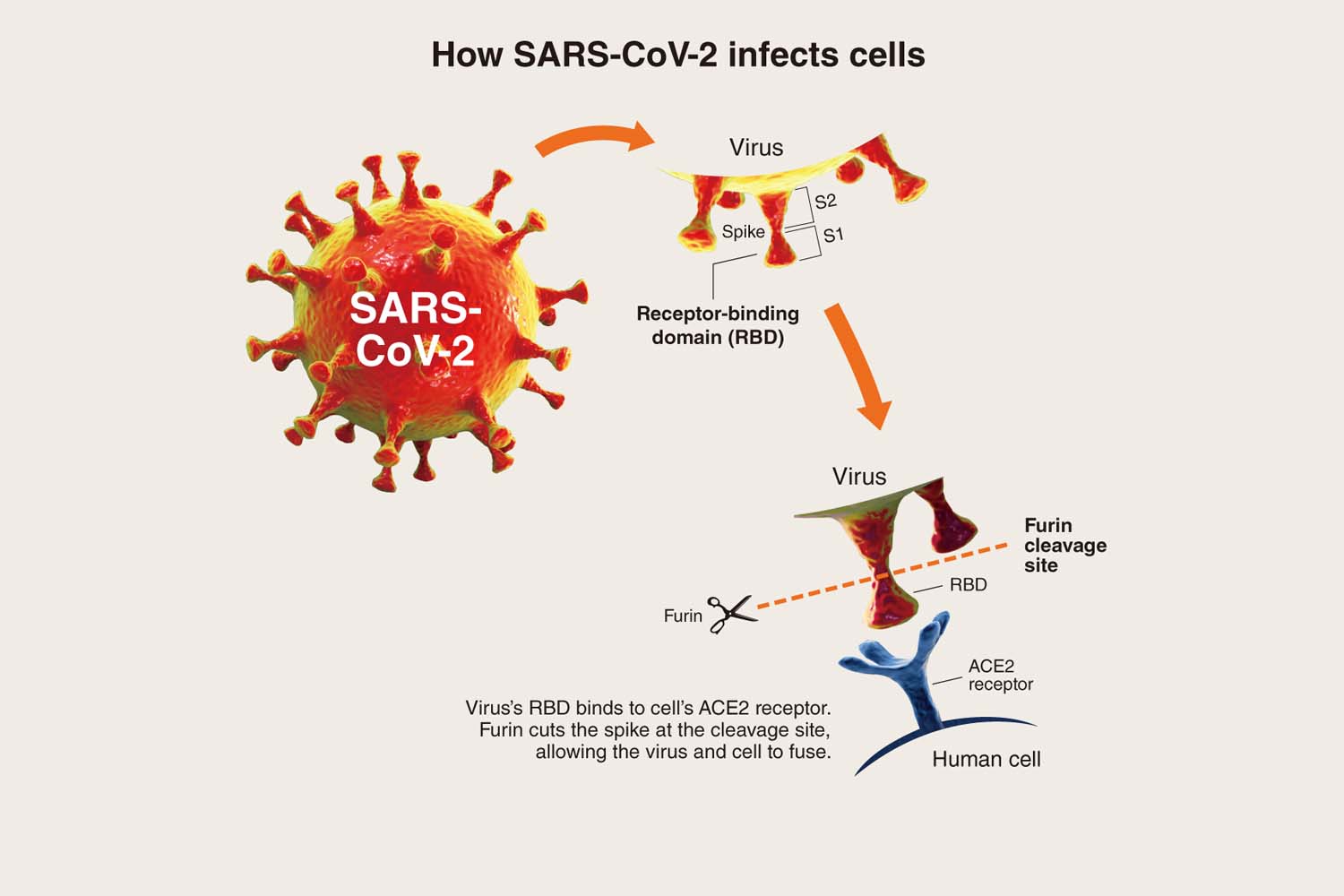 Omicron, a Covid-19 pandemic silver lining?
