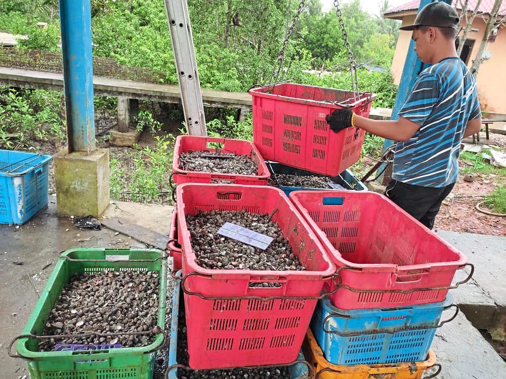 A fisherman sorting freshly caught cockles according to their size in Pulai Sebatang, Pontian.