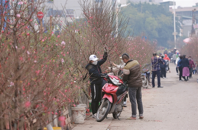 Customers buy peach branches at Quảng Bá Market. — VNS Photo Trương Vị