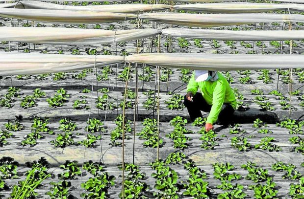 Liburan cocok untuk petani sayur dan stroberi di Benguet