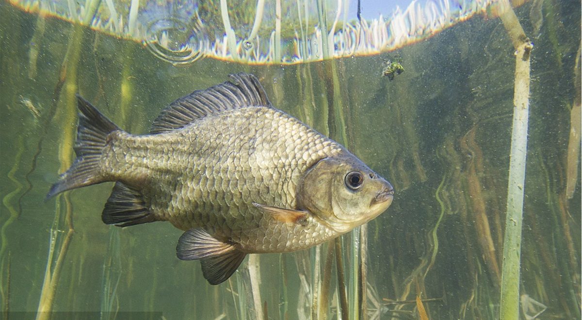 Peneliti Tiongkok mengembangkan varietas ikan mas tanpa tulang