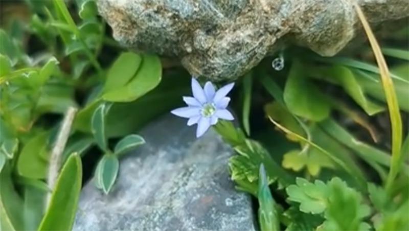 China's scientists discover world's 'shiest' flower