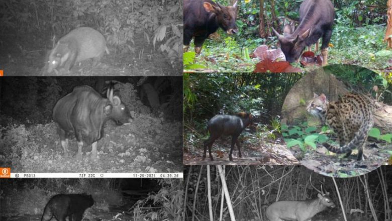 Sepuluh spesies hewan langka terlihat di tiga provinsi Kamboja