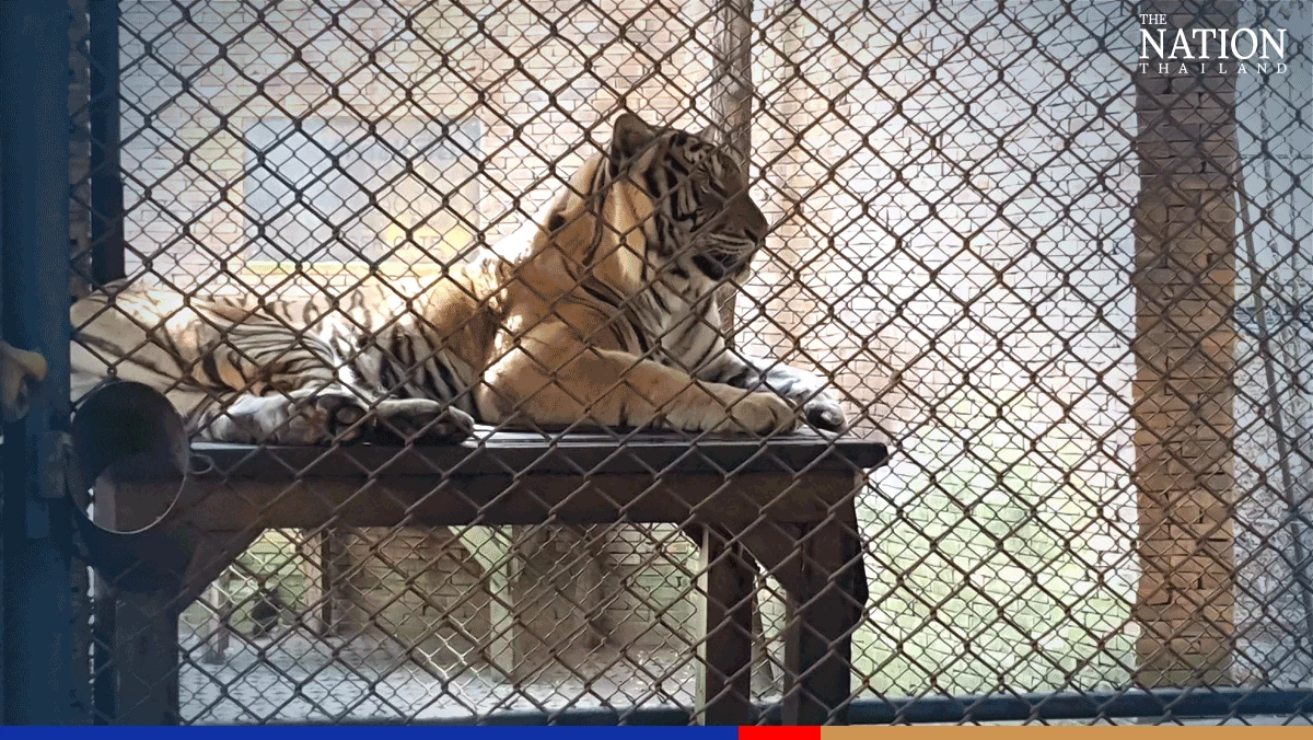Thailand’s elephant and tiger attractions have run out of money, say operators a29