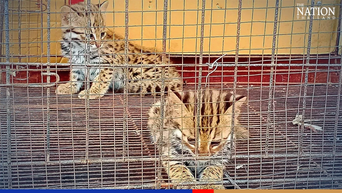 Two rare fishing cat kittens found abandoned in Tak a65