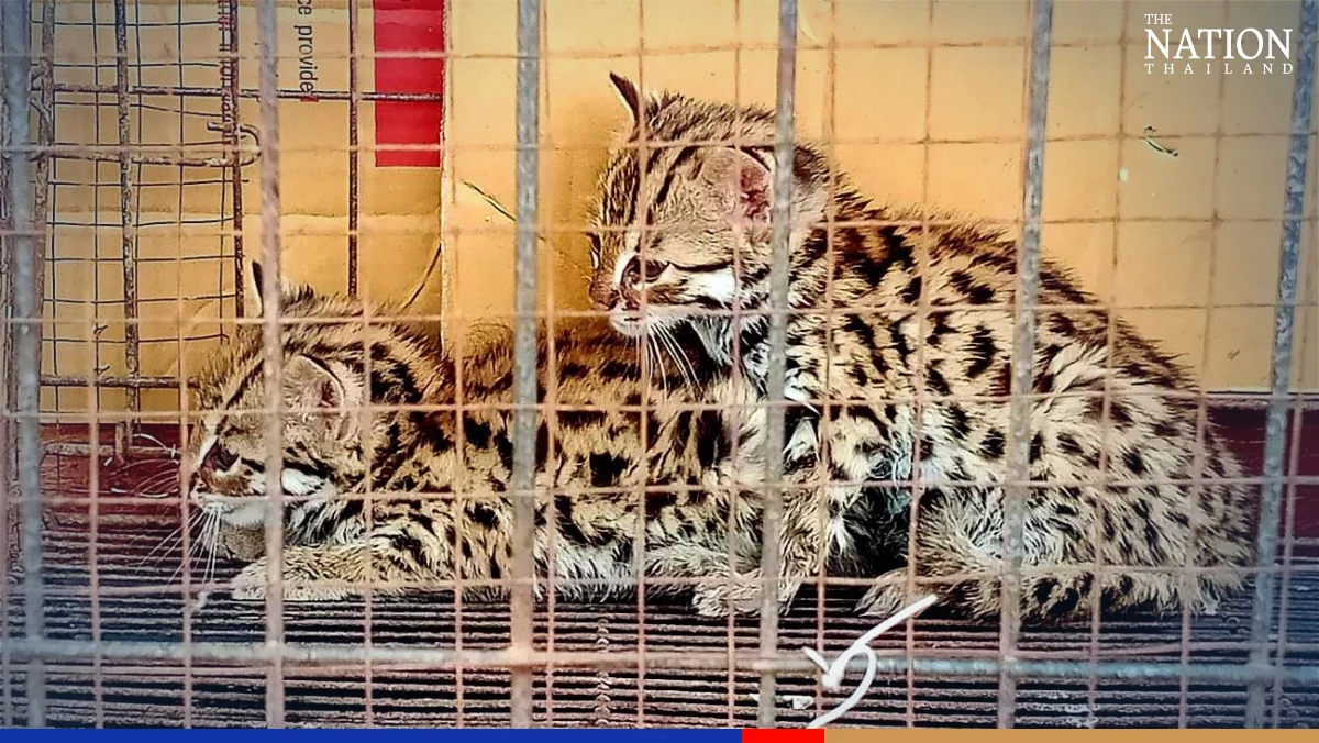 Two rare fishing cat kittens found abandoned in Tak a66