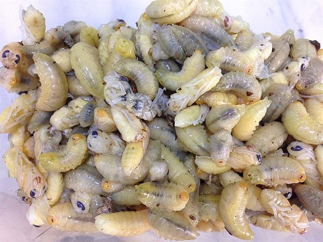A buzz about U Minh District's wild bee pupae salad a7