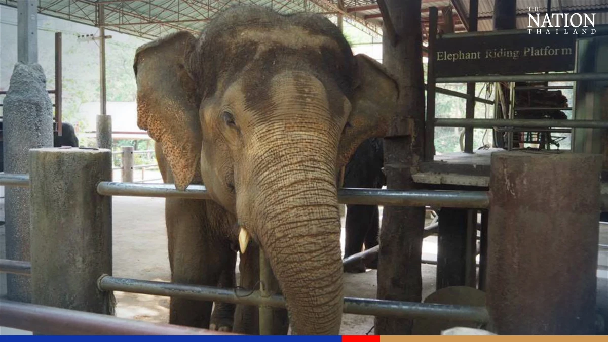 Covid-19 crisis deals heavy blow to Chiang Mai elephant park