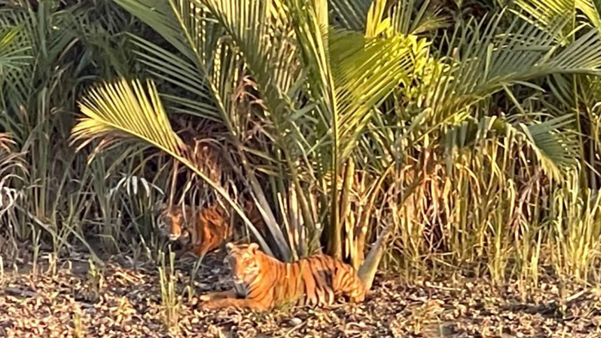A rare sighting: 4 tigers seen together in Sundarban - Asia News