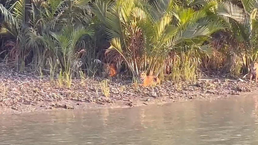 A rare sighting: 4 tigers seen together in Sundarban a23