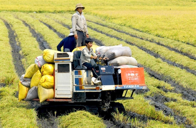 Provinsi Delta Mekong merencanakan langkah komprehensif untuk mengembangkan merek beras