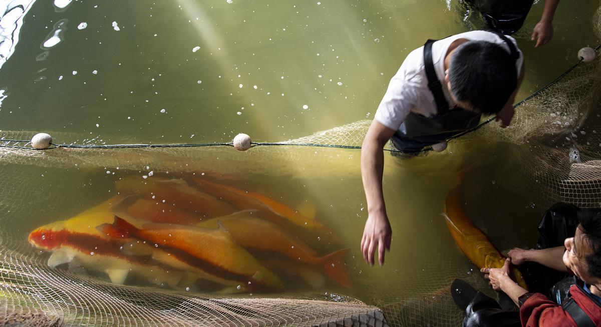 'Fish dads' breed rare species to replenish Yangtze River a8