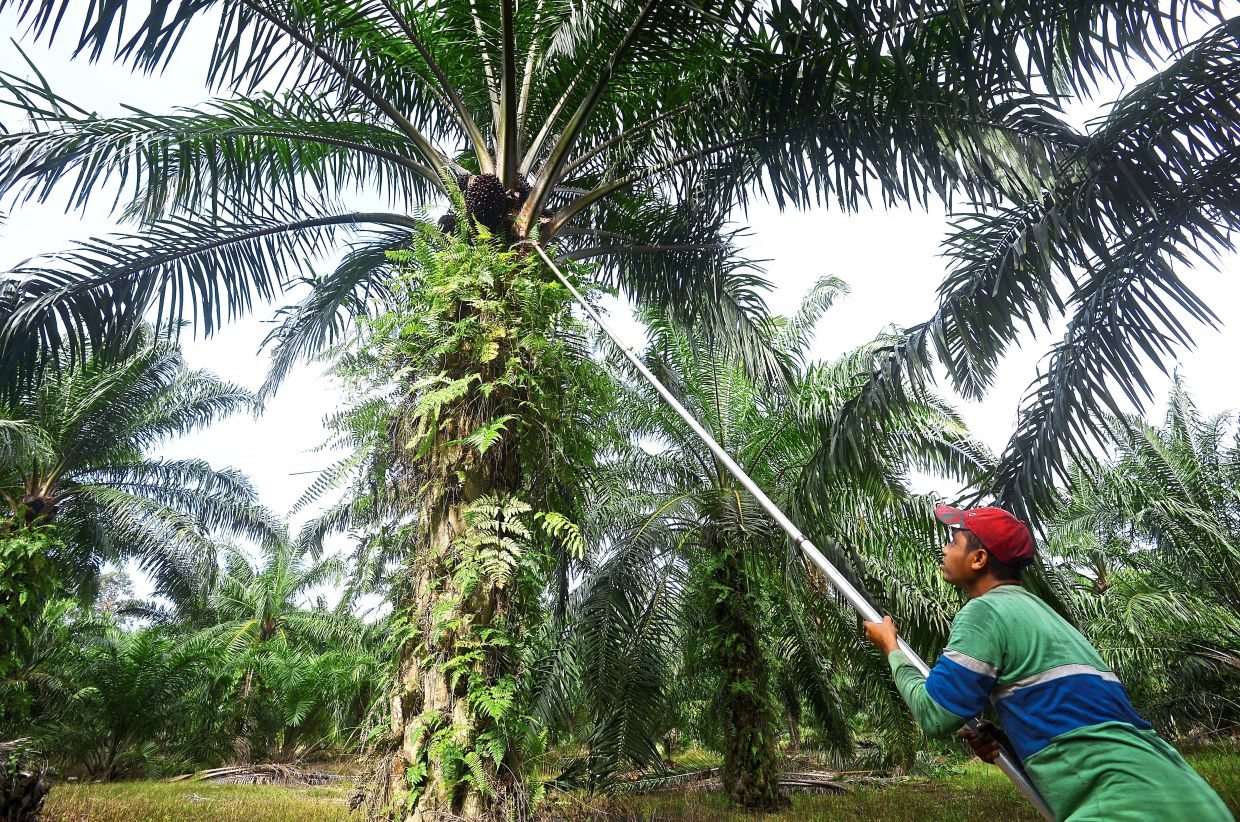 Perkebunan kelapa sawit Malaysia berada pada titik puncaknya