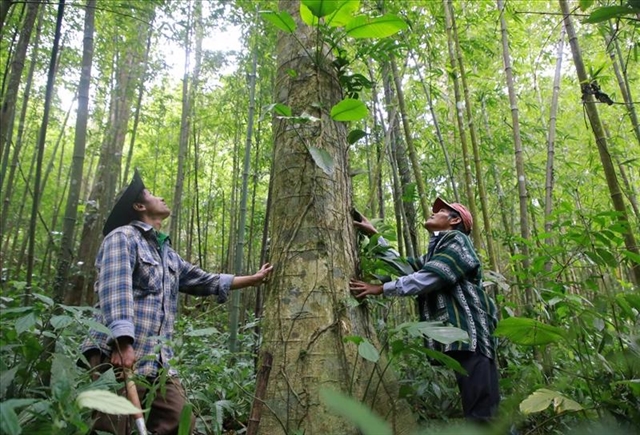 Kunci kayu domestik untuk industri yang berkelanjutan di Vietnam