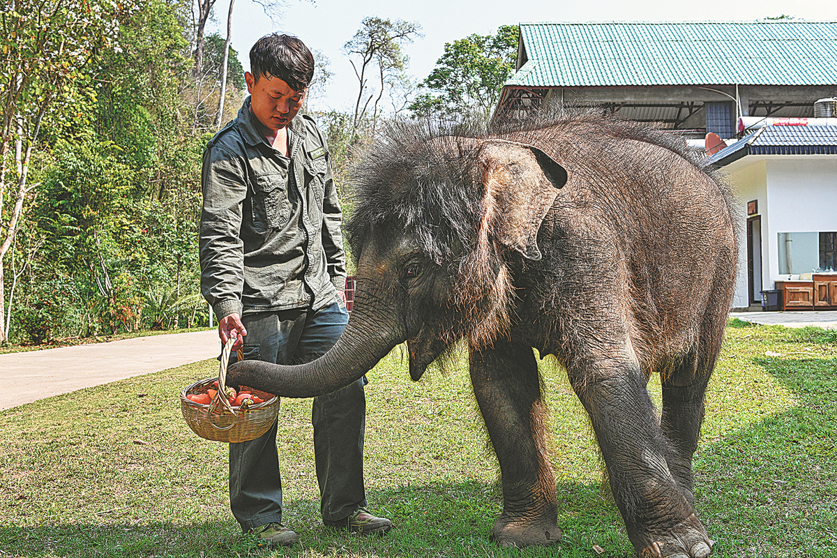 In good hands, elephant calf recovers from injury a40