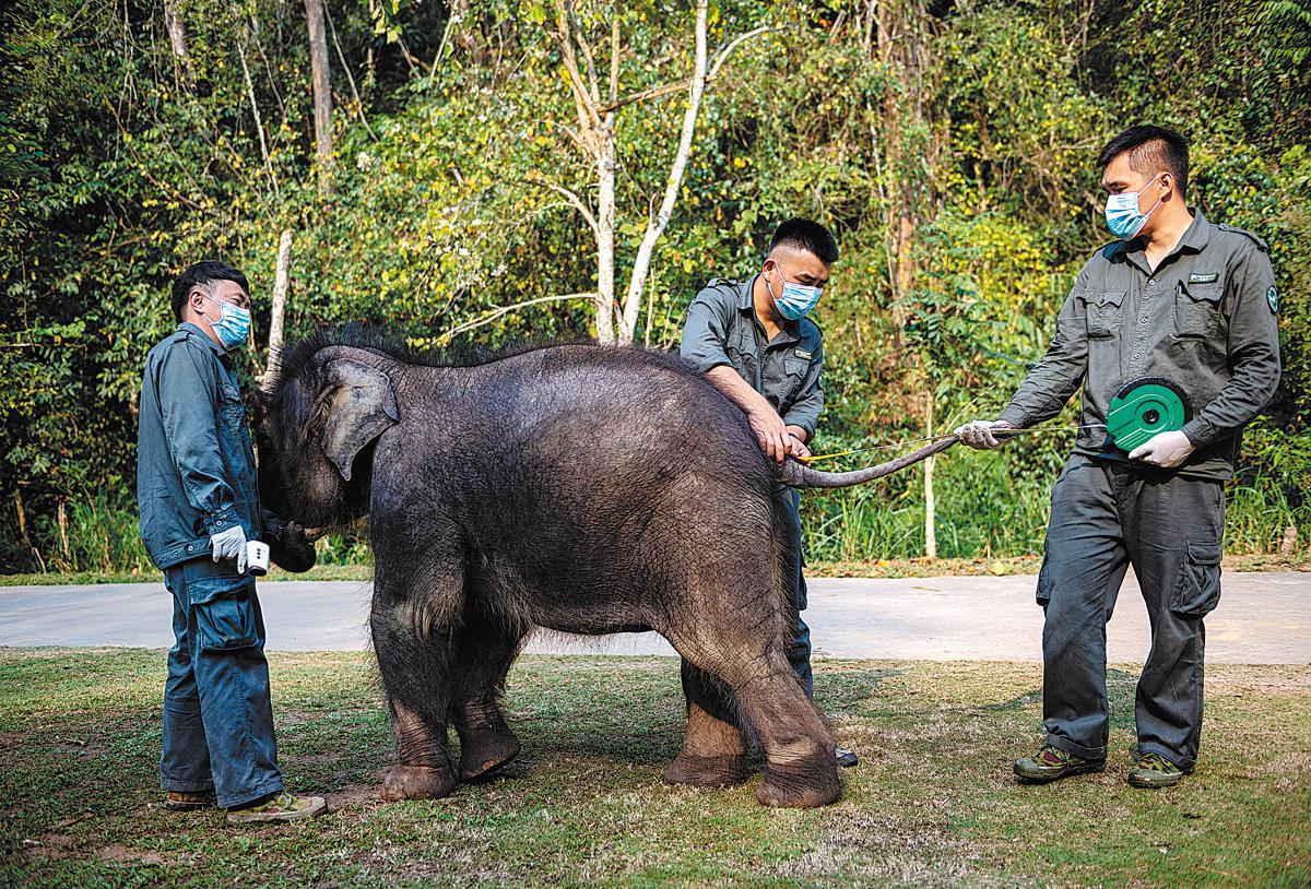 Di tangan yang baik, anak sapi gajah pulih dari cedera a42