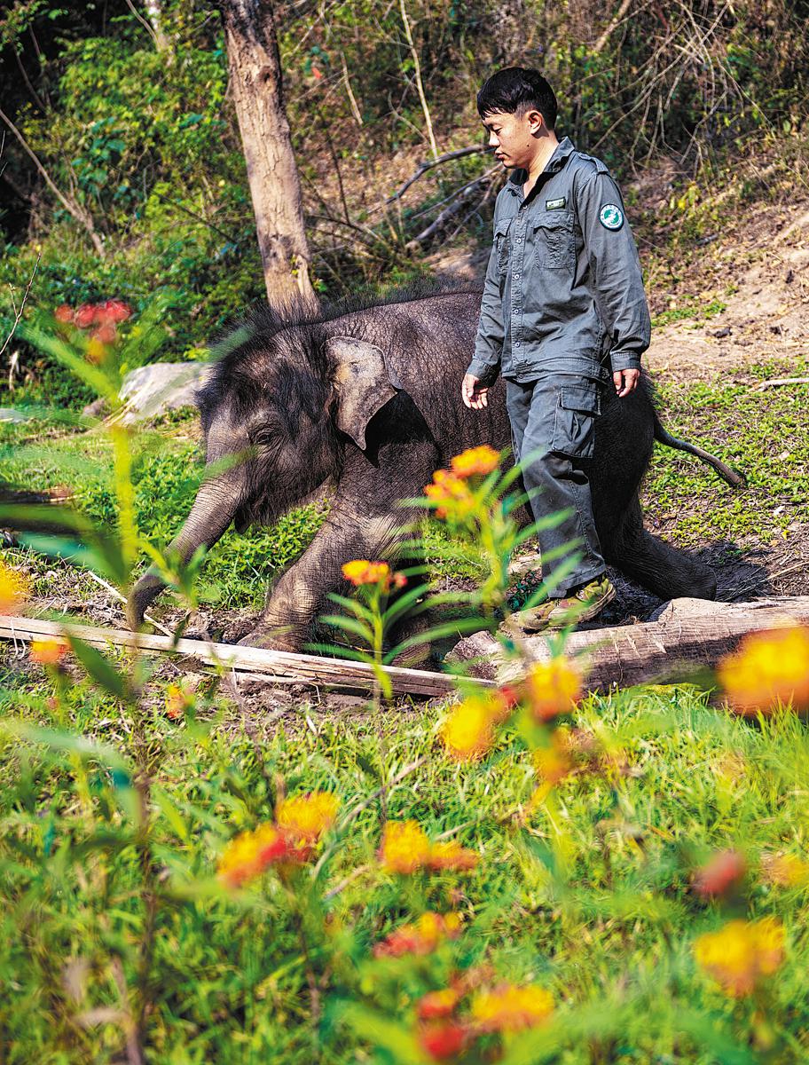 Di tangan yang baik, anak sapi gajah pulih dari cedera a43