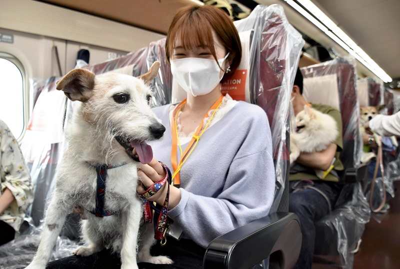 Demand for pet-friendly travel, facilities growing amid pandemic