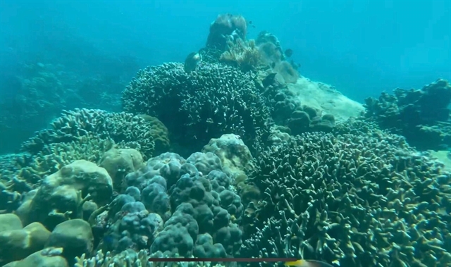 Penghentian wisata menyelam direncanakan untuk melindungi terumbu karang di Teluk Nha Trang