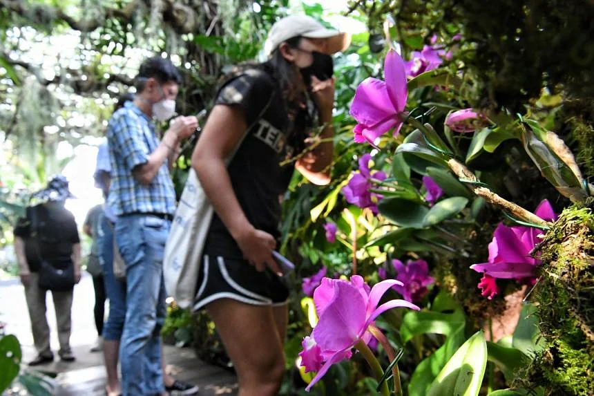 Raras orquídeas costarricenses en exhibición en los jardines del bosque nuboso junto a la bahía