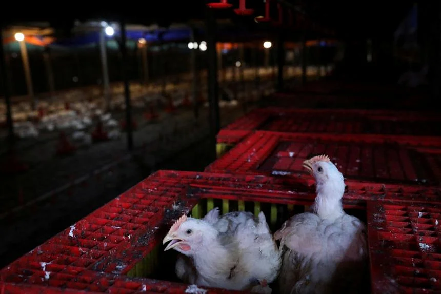 Langkah Malaysia dalam menyediakan stok ayam meningkatkan pasokan dalam negeri, namun harga terus meningkat