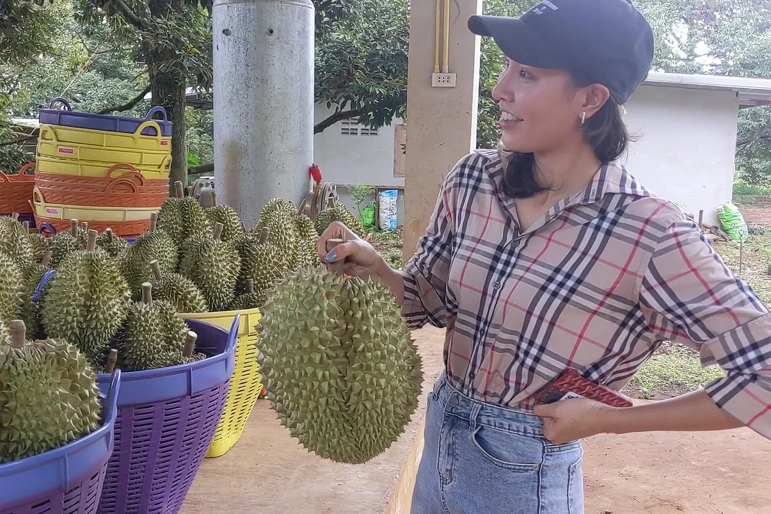 durian-harvests-musang-king-durian-investments