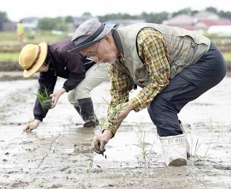 Kelompok penelitian Jepang mengembangkan galur padi dengan hasil tinggi dan toleran terhadap garam