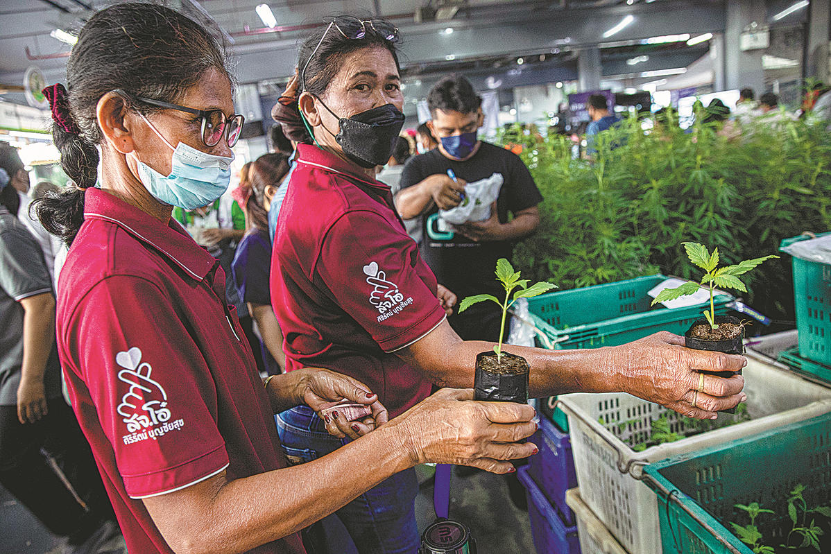 Kebijakan ganja di Thailand mendapat kecaman