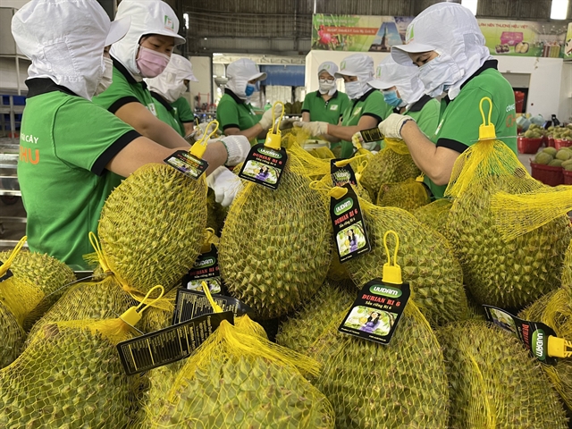 Perjalanan panjang untuk durian Vietnam