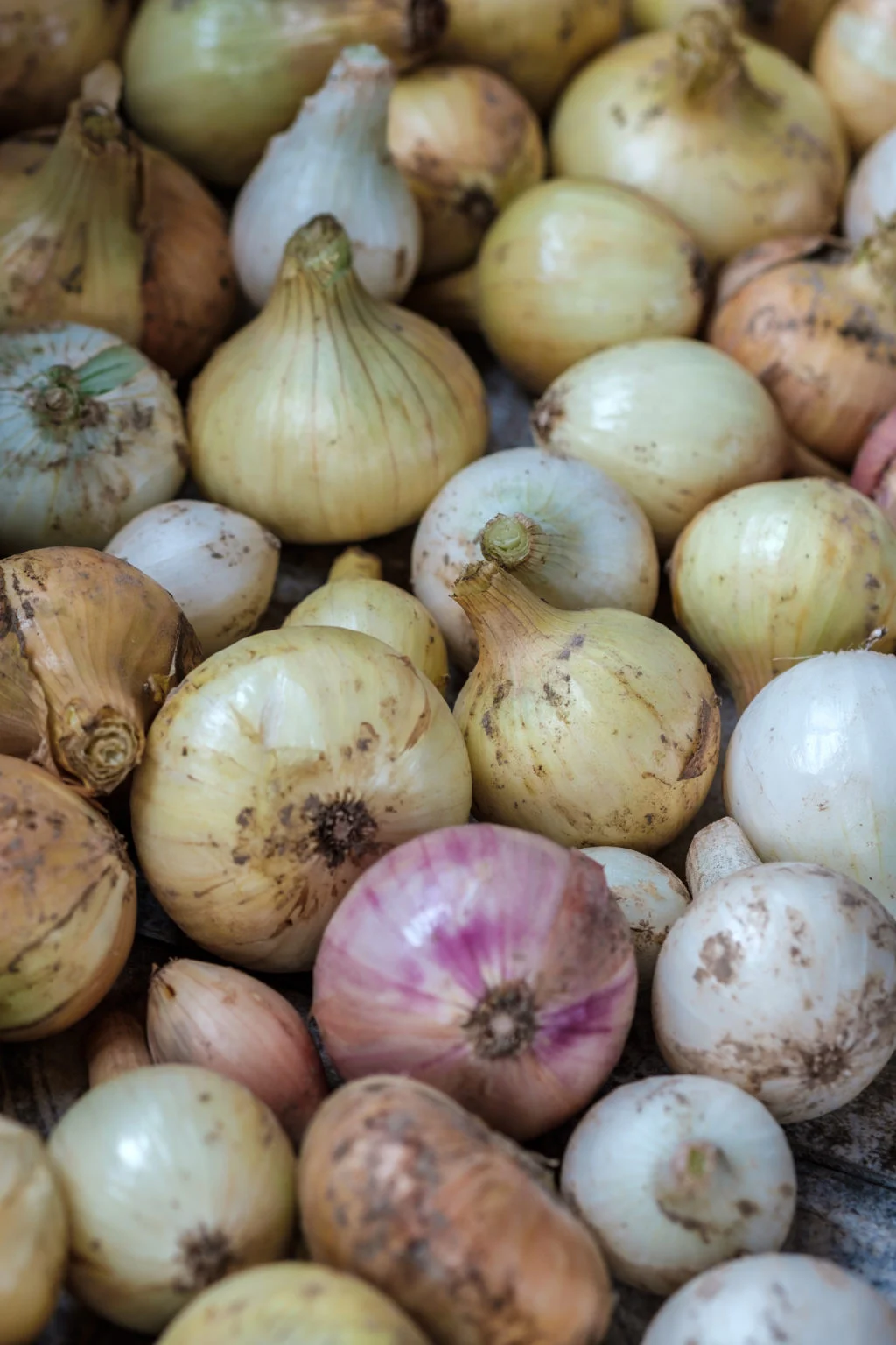 Pasokan bawang putih di Filipina telah habis sejak bulan Juli, kata para petani