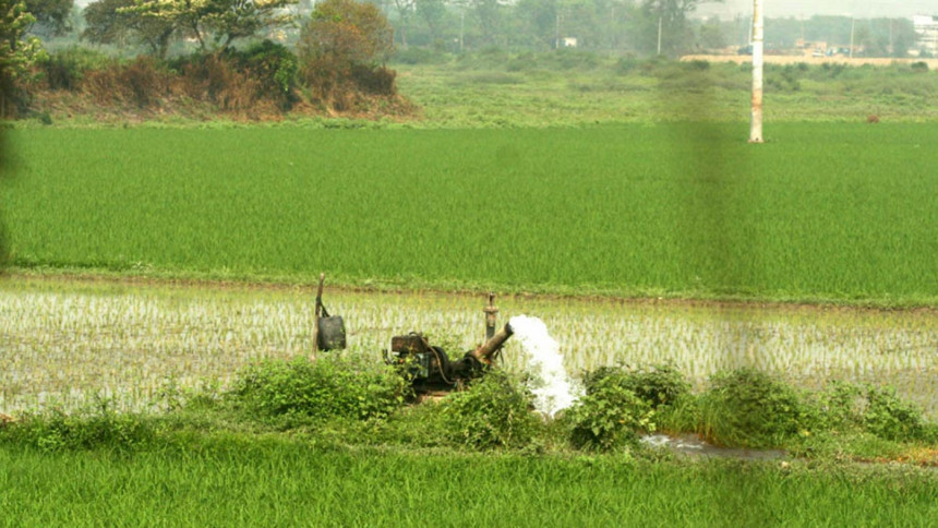 Pemerintah Bangladesh sedang mencoba untuk mempromosikan tanaman padi Aman