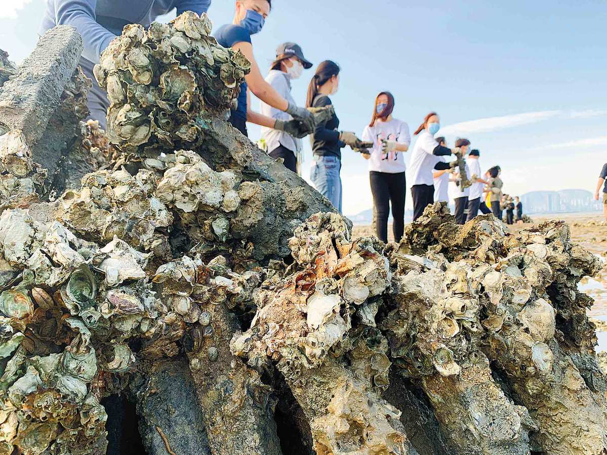 Oysters help clear the waters in Hong Kong Asia News NetworkAsia News Network