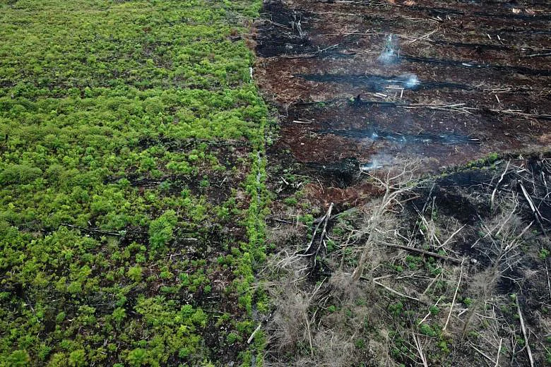 Pertanyaan deforestasi miliaran dolar Indonesia