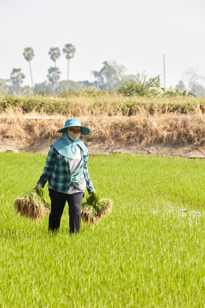 Sustainable rice project lifts incomes of smallholder farmers in Thailand a14