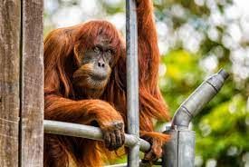 Populasi orangutan di Malaysia menyusut: pakar