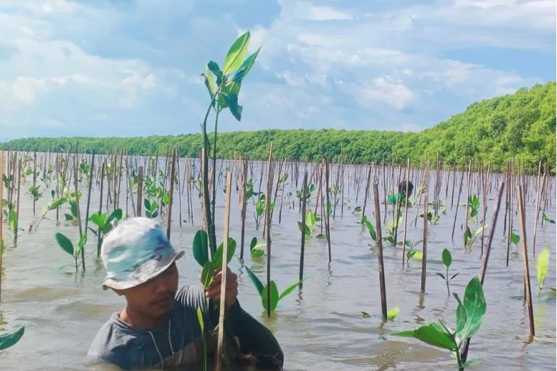 Merawat mangrove sama pentingnya dengan memulihkannya: Pakar