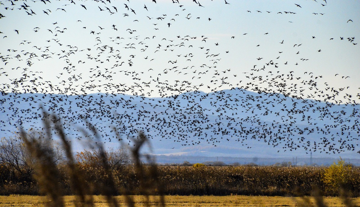 In Heilongjiang, migratory birds take a break - Asia News NetworkAsia ...