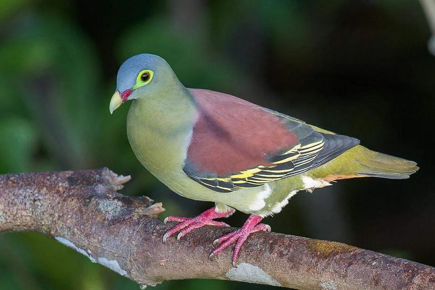 Thick-billed green pigeon. PHOTO: FRANCIS YAP 