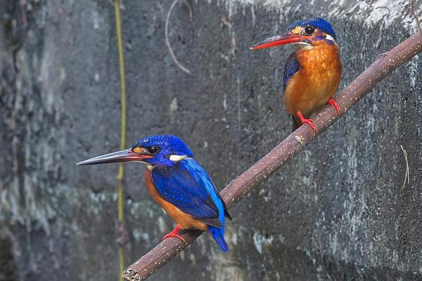 Blue-eared kingfishers. PHOTO: FRANCIS YAP 