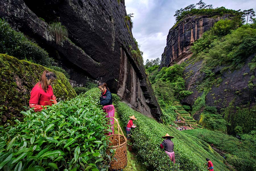 Tea growers work on Wuyi Mountains in Fujian province. [Photo provided to chinadaily.com.cn]