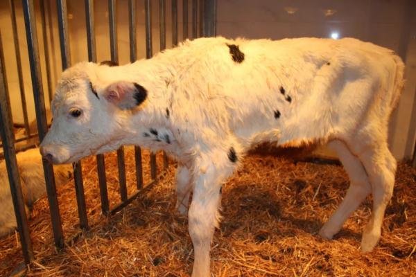 Chinese Scientists Successfully Clone Super Cows Asia News Networkasia News Network