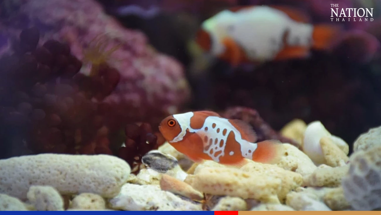 gold nugget clownfish