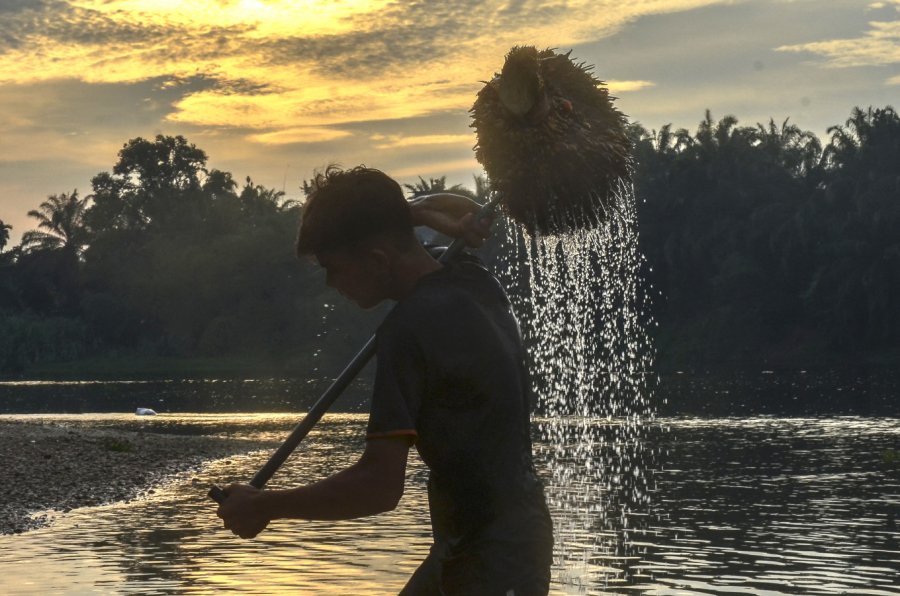 Kelapa sawit Indonesia berada pada titik kritis: berkembang atau terjerumus?