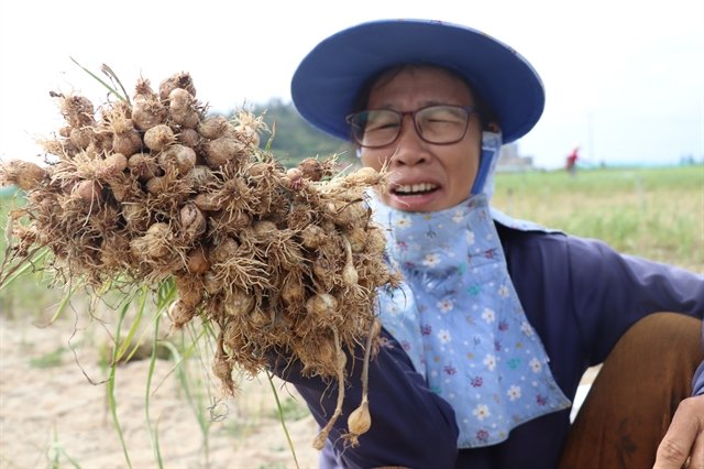 ‘Kerajaan Bawang Putih’ mengalami penurunan hasil panen yang sangat besar