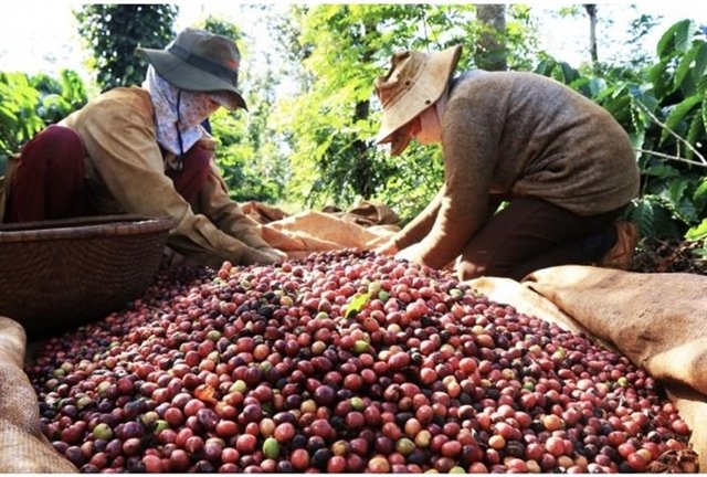 Vietnam perlu mengembangkan merek kopi agar menjadi global