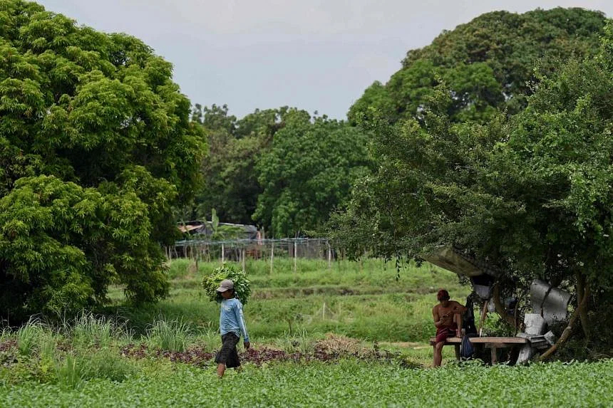 Berkurangnya Petani Filipina – Asia News NetworkAsia News Network