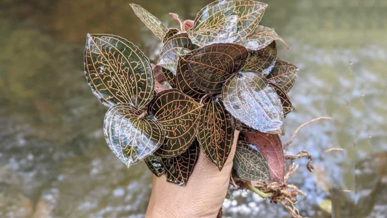 Tanaman langka di Kamboja mengambil harga tinggi dari Thailand, Cina