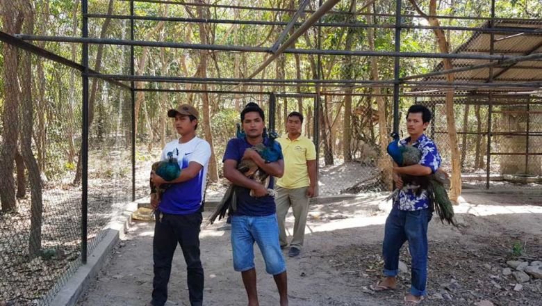 PM Hun Sen menegaskan perubahan undang-undang perlindungan satwa liar setelah merak drive